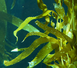 Alaria Esculenta Extract