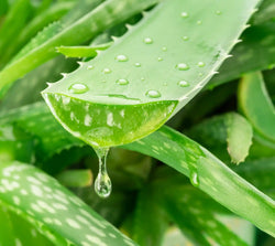 Aloe Barbadensis Leaf Juice