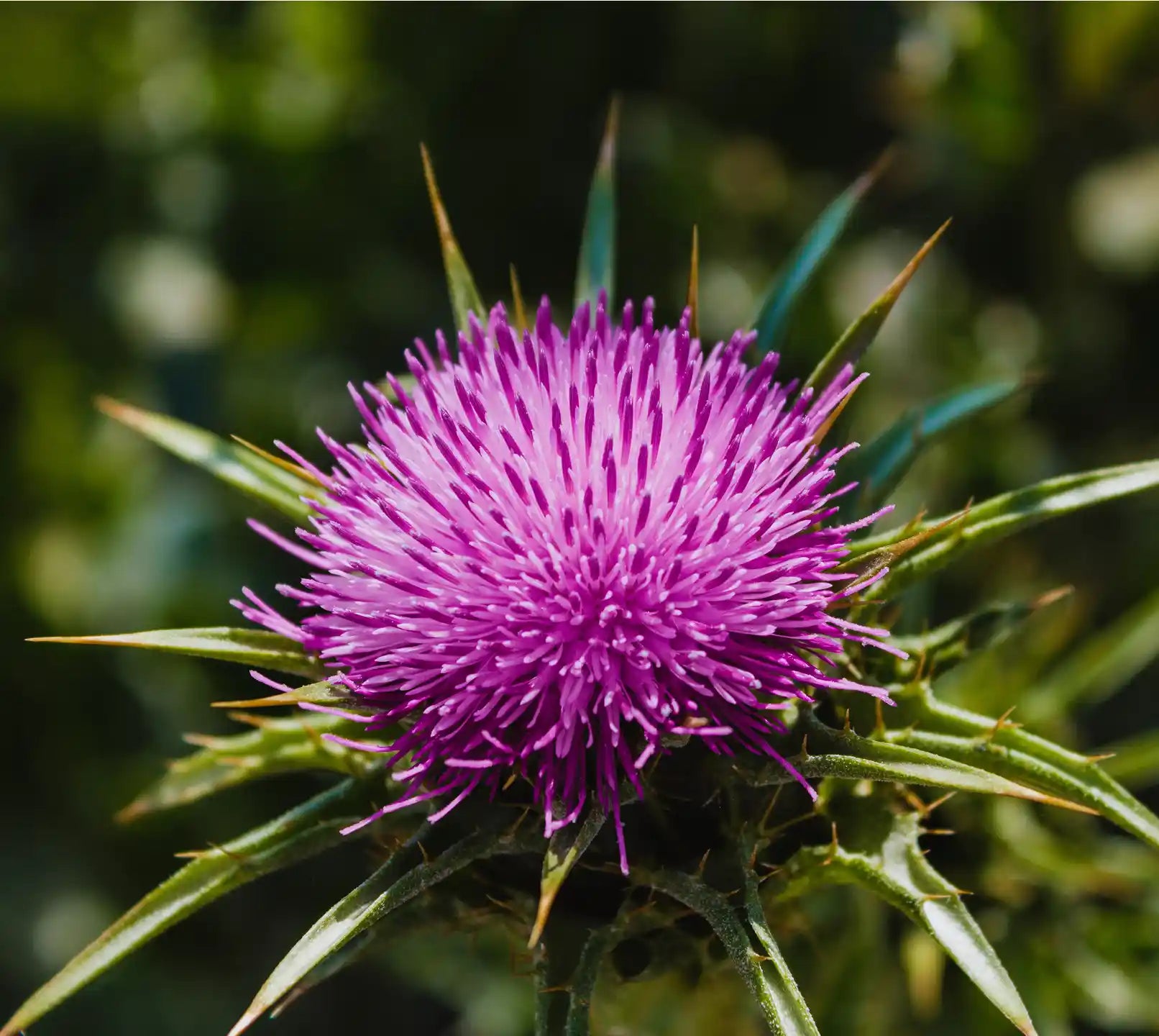 Arctium Lappa Root Extract