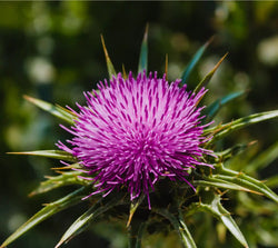 Arctium Lappa Root Extract