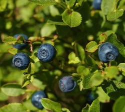 Vaccinum Myrtillis (Bilberry) Extract