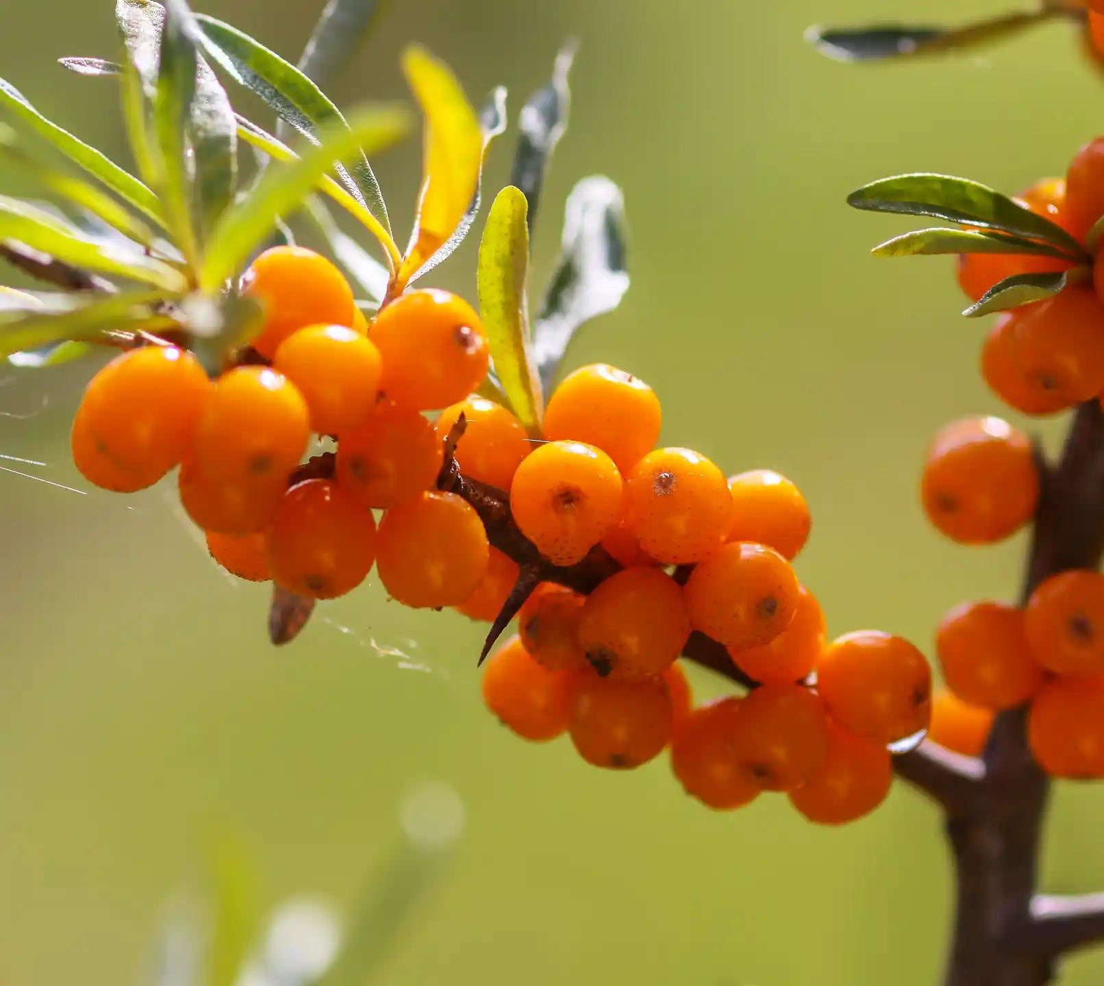 Hippophae Rhamnoides Fruit Extract