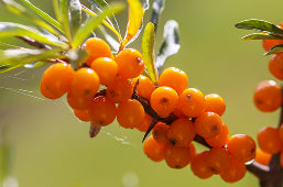 Sea Buckthorn