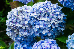 Hydrangea