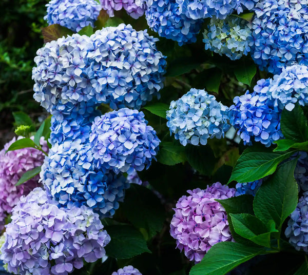 Hydrangea Macrophylla leaf extract