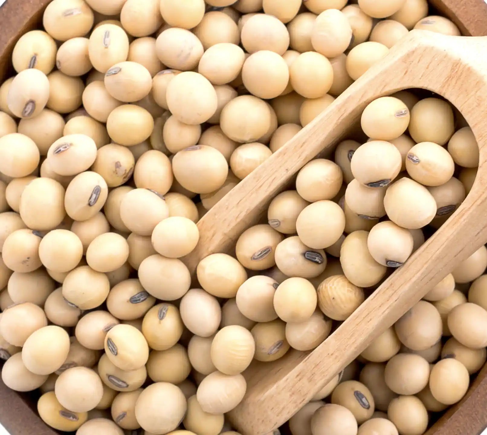 Hydrolyzed Soy Protein