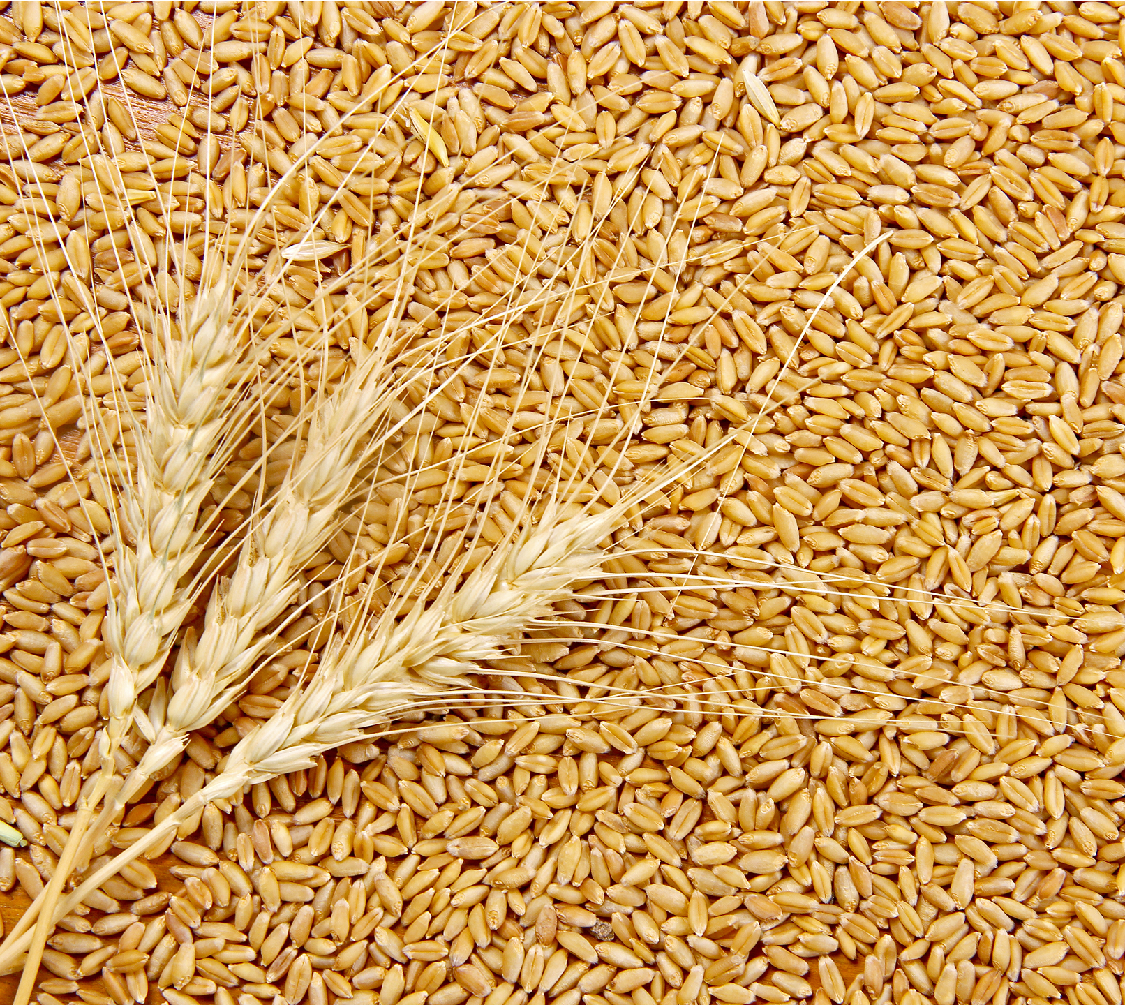 Hydrolyzed Wheat Protein