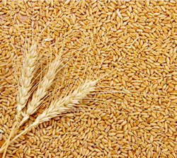 Hydrolyzed Wheat Protein