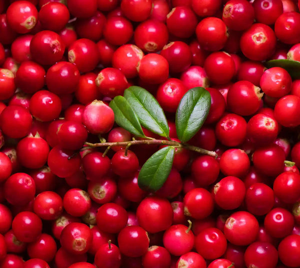 Lingonberry extract