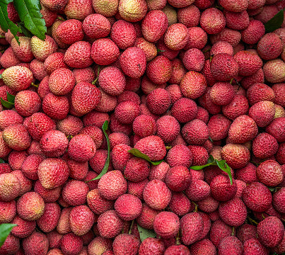 Litchi Chinensis Seed Extract