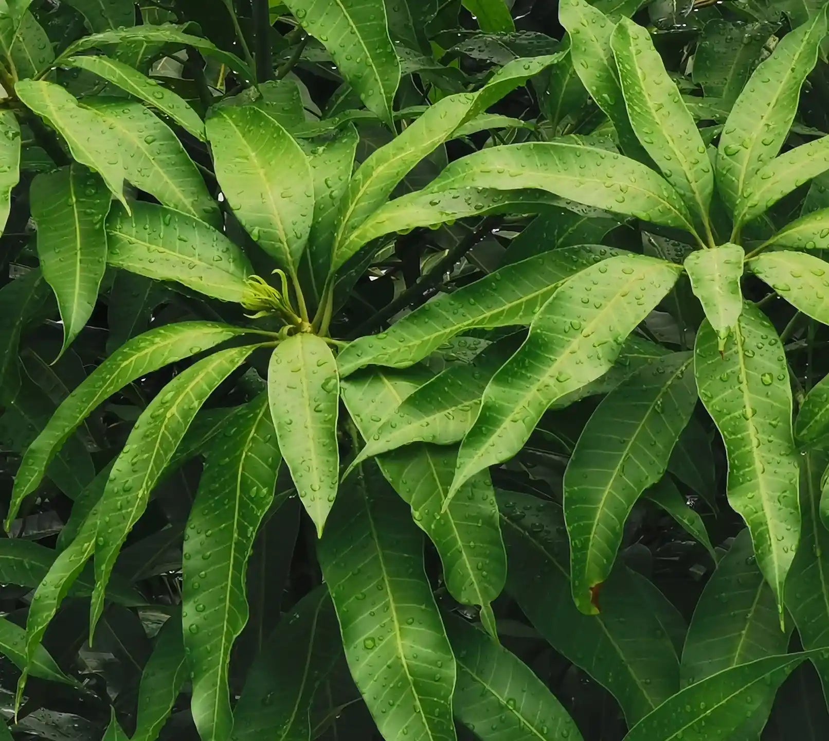 Mangifera Indica (Mango) Leaf Extract
