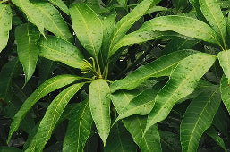 Mango Leaf