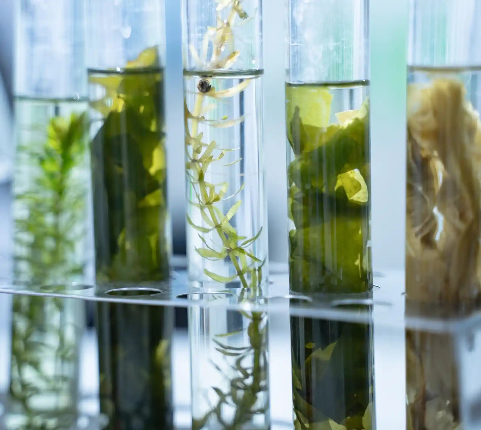 Eryngium Maritimum Callus Culture Filtrate (Marine Plant Stem Cell)