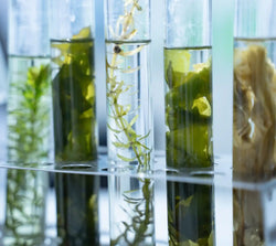 Eryngium Maritimum Callus Culture Filtrate (Marine Plant Stem Cell)