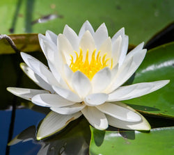 Nymphaea Alba Flower Extract