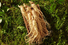 Ginseng