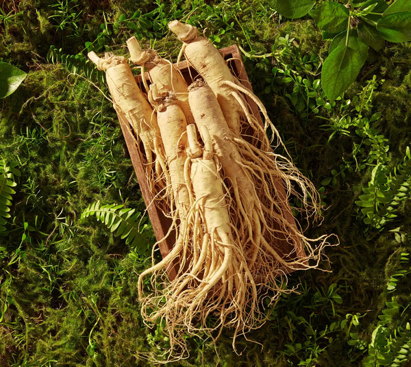 Panax ginseng root