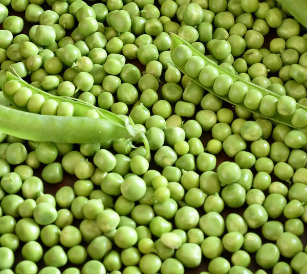 Pisum sativum extract