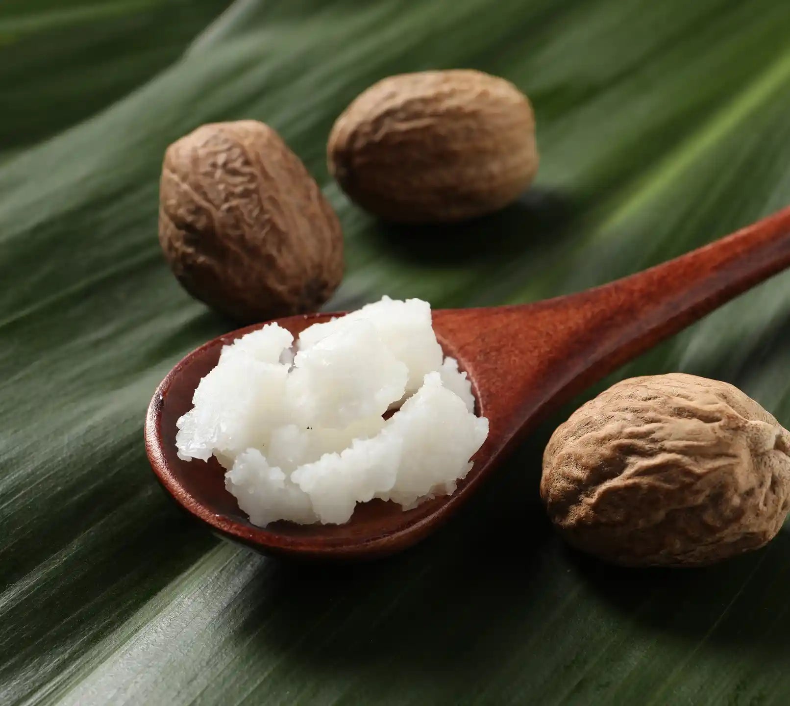 Butyrospermum Parkii (Shea Butter)