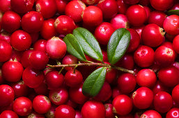 Lingonberry